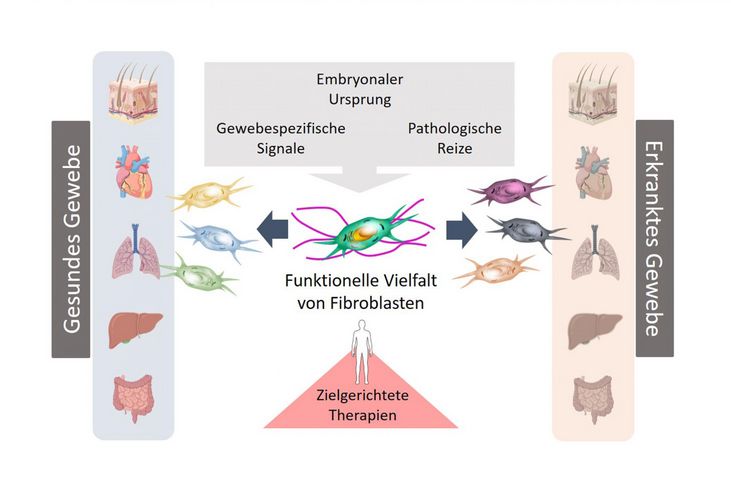 Schemabild der Einflüsse von Fibroblasten auf den menschlichen Körper.